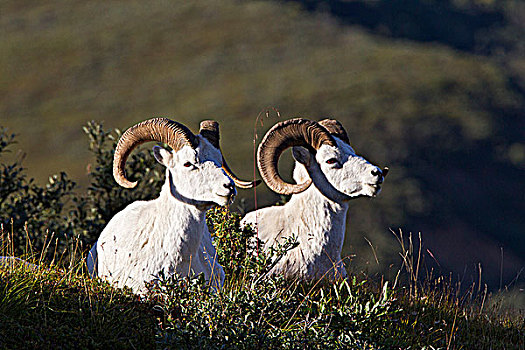野大白羊,白大角羊,多彩,德纳里峰国家公园,阿拉斯加,美国