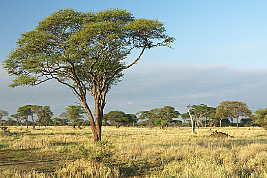 伞,刺,刺槐,塔兰吉雷,国家,公园,坦桑尼亚,非洲