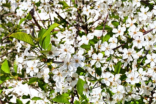 白花,樱桃树