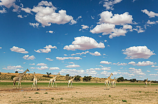 南方,长颈鹿,牧群,汇集,雨水,水池,河床,下雨,季节,绿色,环境,积云,卡拉哈里沙漠,卡拉哈迪大羚羊国家公园,南非,非洲