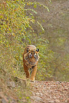 孟加拉,印度虎,虎,雄性,走,拉贾斯坦邦,国家公园,印度,亚洲