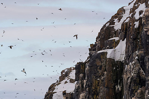 海雀,厚嘴海鸦,飞,悬崖,斯匹次卑尔根岛,斯瓦尔巴特群岛,挪威