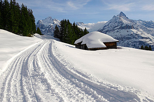雪橇,雪地,山,靠近,格林德威尔,第一,阿尔卑斯山,瑞士,欧洲