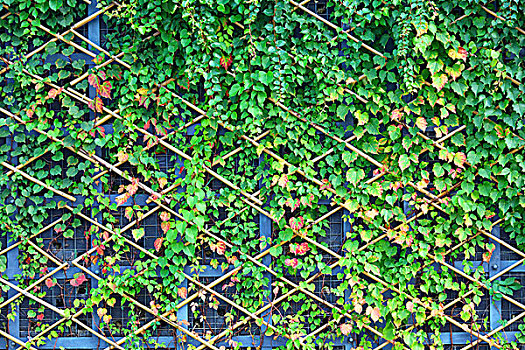 墙壁,绿色,植物
