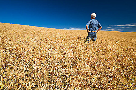 农民,成熟,丰收,就绪,干燥,豌豆,土地,靠近,迅速,萨斯喀彻温,加拿大