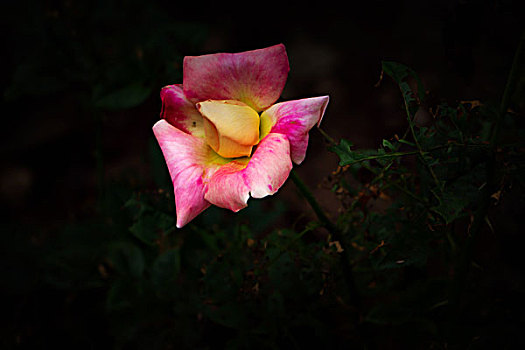 月季花,美丽月季,美艳月季花