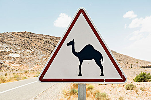 警告,骆驼,交通标志,摩洛哥,非洲
