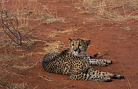 纳米比亚,野生,印度豹,自然保护区,灌木,露营,局部,救助,野生动物