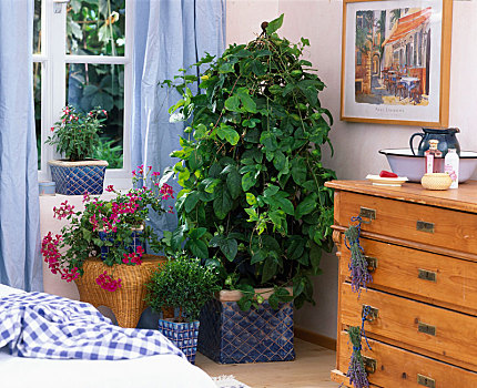 卧室,植物,冬天