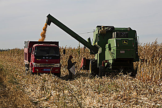 农六师的职工在收割玉米,新疆昌吉奇台县