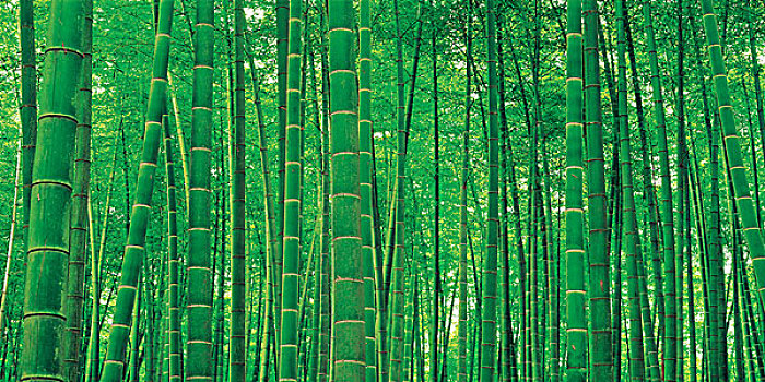 特写,竹子,植物