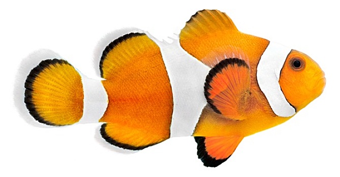 小丑魚,眼斑海葵魚