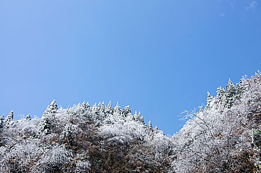 冬天植物与蓝天白云背景