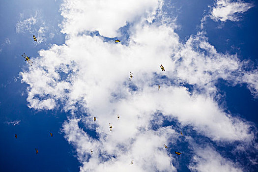 昆虫,飞,蓝色,天空,云,仰视,收获,柬埔寨