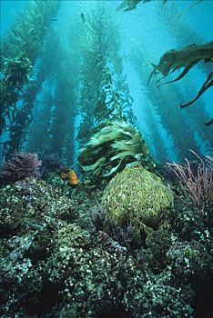 巨大,海藻,巨藻,树林,峡岛国家公园,加利福尼亚