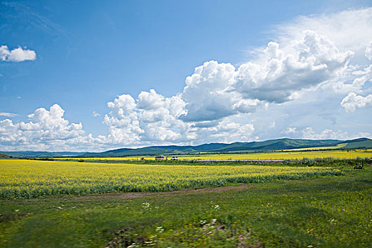 内蒙古呼伦贝尔额尔古纳根河湿地边的油菜花