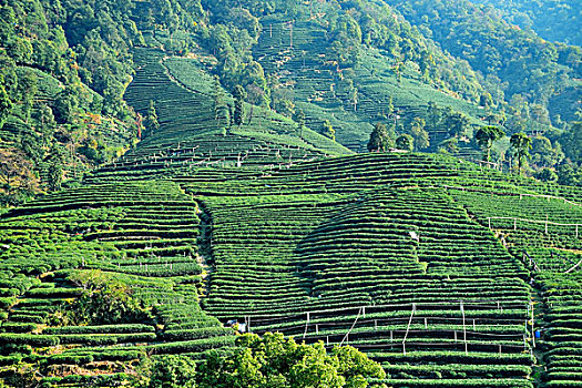 春色茶山梯田风光