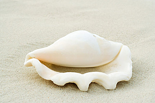 海螺壳,沙滩,特写