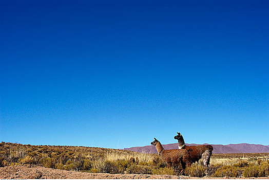 美洲驼,胡胡伊省,阿根廷