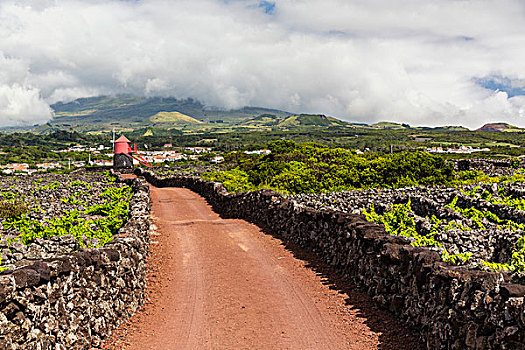 乡村道路,红色,风车,葡萄种植,地点,火山岩,石墙,蔽护,皮库岛,亚速尔群岛,葡萄牙