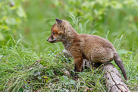 红狐,狐属,小动物,巴登符腾堡,德国,欧洲