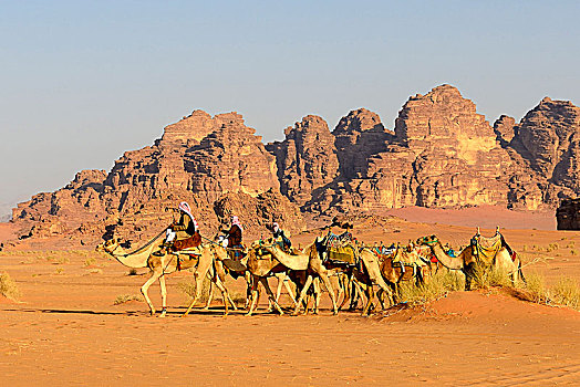 骆驼,瓦地伦,约旦,亚洲