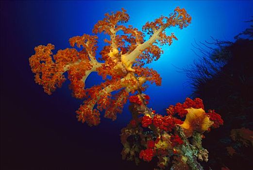 软珊瑚,软珊瑚目,老,海扇,脚,深,所罗门群岛