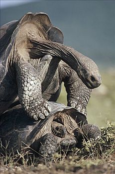 加拉帕戈斯巨龟,加拉帕戈斯象龟,伴侣,交配,下雨,季节,阿尔斯多火山,加拉帕戈斯群岛,厄瓜多尔