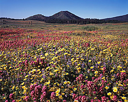 加利福尼亚,圣地亚哥,州立公园,整洁,三叶草,羽扇豆属,野花,湖,大幅,尺寸