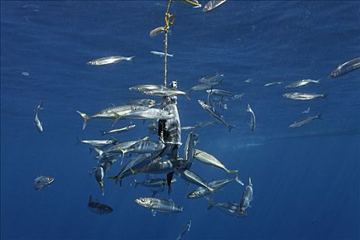 诱饵,吸引,大白鲨,沙鲨属,瓜德罗普岛,墨西哥,太平洋,北美