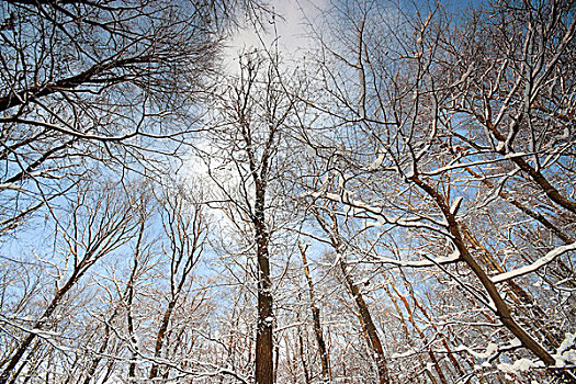 树梢,冬天,雪