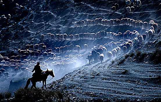哈萨克民族秋季牛羊转场