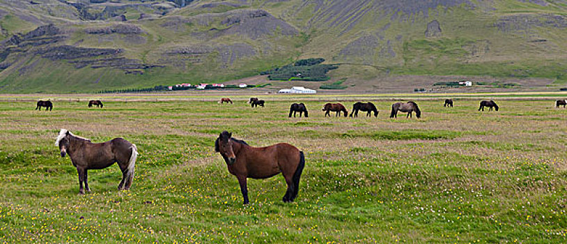 冰岛马,放牧,草场,冰岛