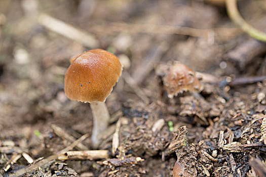 野外的蘑菇