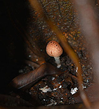 雨季