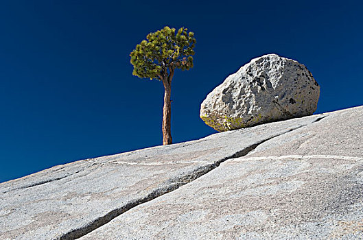 树,石头,石板,优胜美地国家公园,加利福尼亚,美国