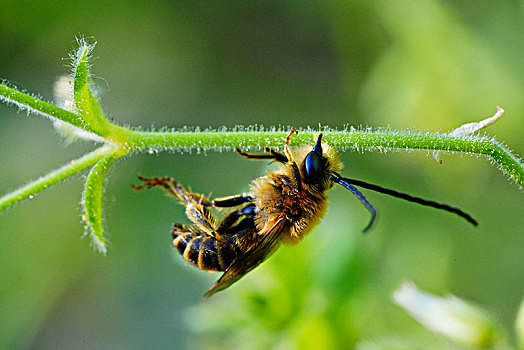 蜜蜂,油菜花