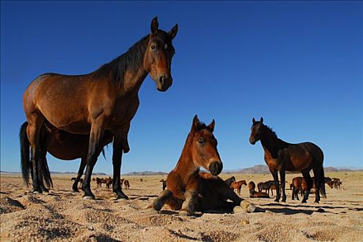 野马,纳米布沙漠,纳米比亚