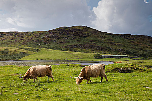两个,母牛,放牧,土地,苏格兰