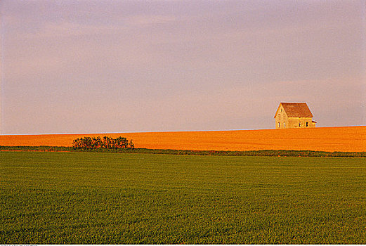 农田,靠近,特莱恩海角,皇后县,加拿大
