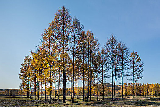 中国内蒙古呼伦贝尔根河市莫尔道嘎森林公园