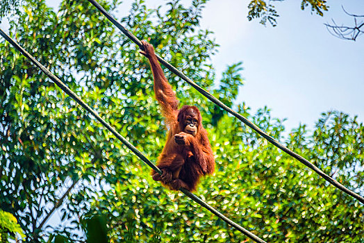 婆罗洲,猩猩,黑猩猩,坐,绳索,俘获,新加坡动物园,新加坡,亚洲