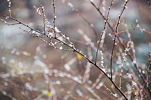 风雪中的的植物枝条