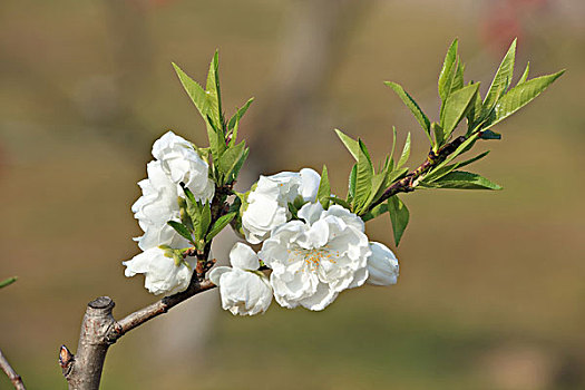 白色桃花,桃花