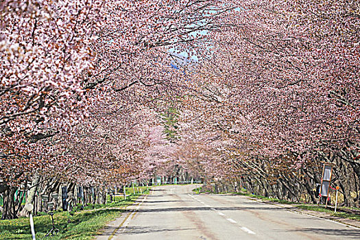 道路,樱花,隧道,北海道