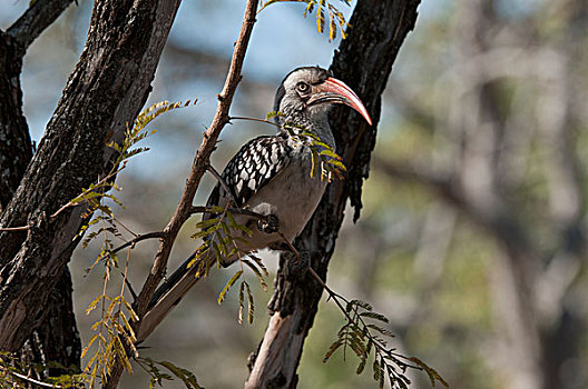 红嘴犀鸟,南非