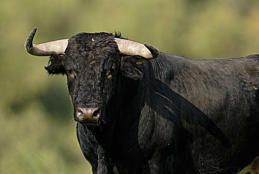 家牛,公牛,安达卢西亚,西班牙