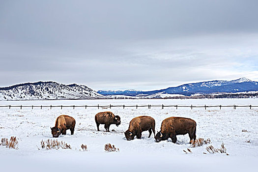 四个,美洲野牛,野牛,放牧,雪中,大台顿国家公园,怀俄明,美国