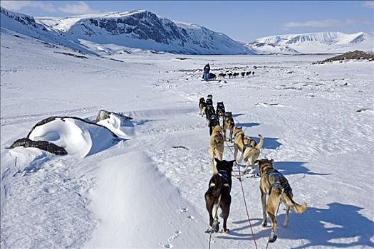 挪威,旅行,上方,山峦,狗拉雪橇,引导,老兵,探索者