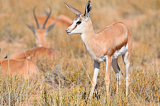 幼兽,跳羚,站立,干草,卡拉哈迪大羚羊国家公园,北开普,南非,非洲